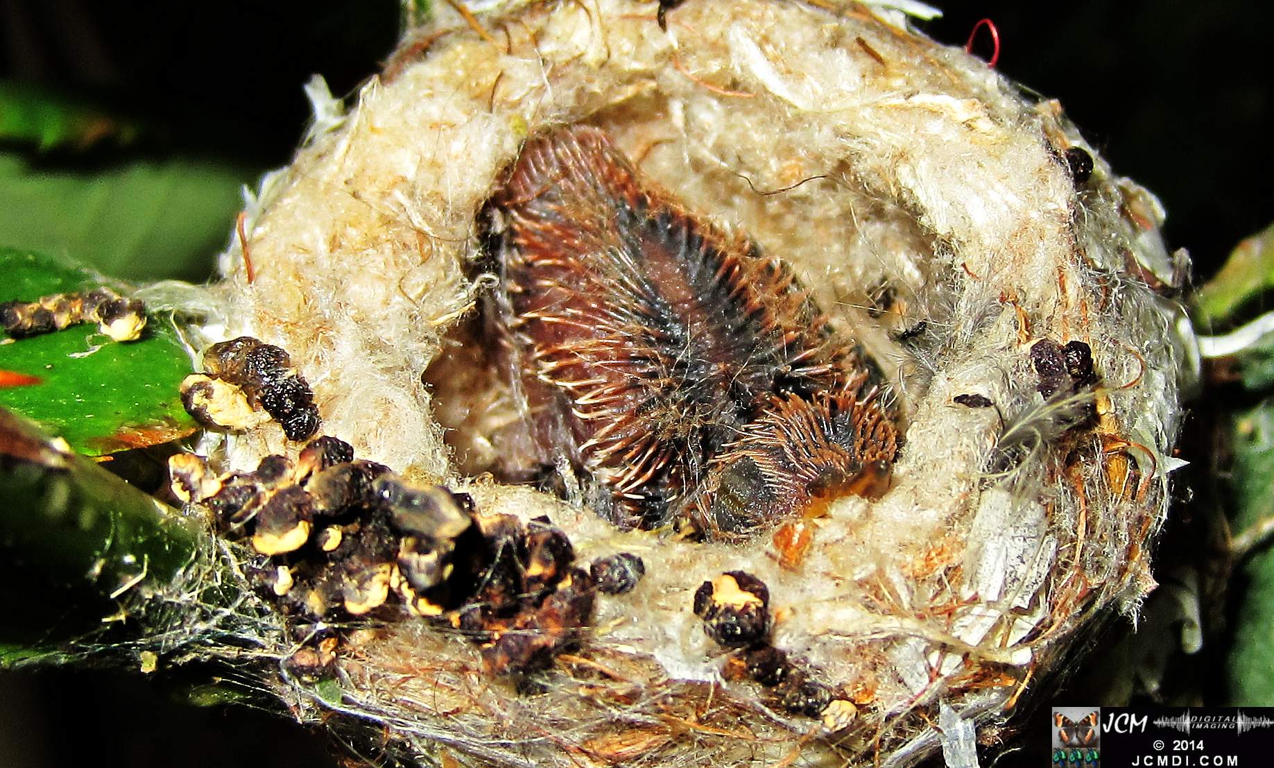 Allens Hummingbird nest and chick 3-16-2014